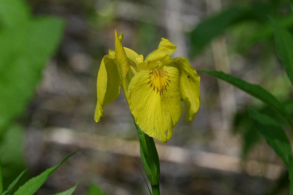 2025-06018824 Acton Arboretum, MA.JPG - Yellow Flag Iris. Acton Arboretum, MA, 6-1-2025